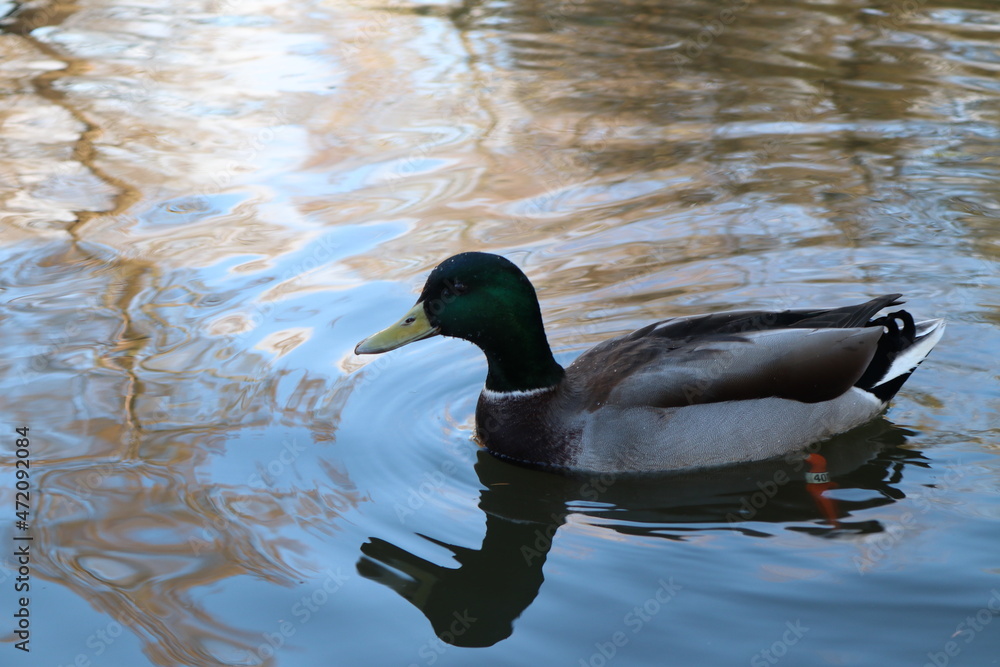 Obraz premium Pato en el parque