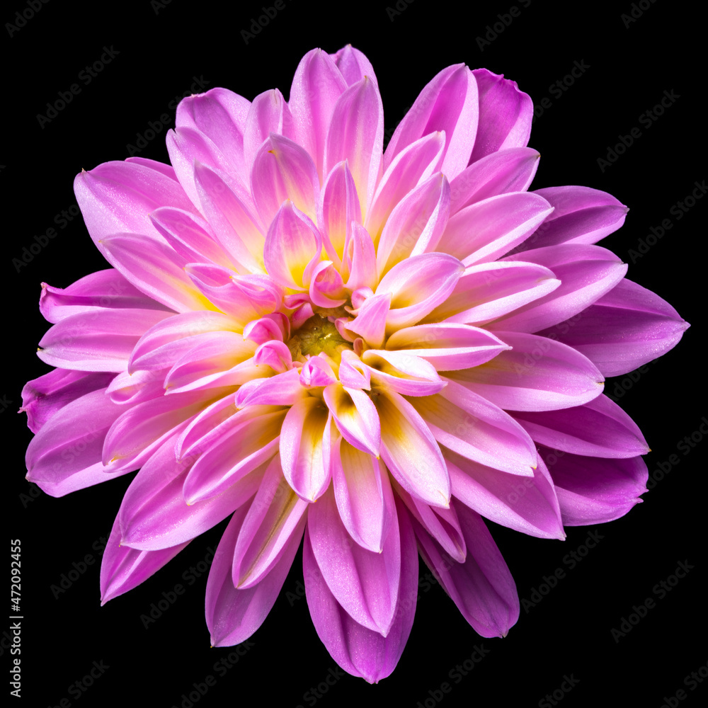 pink dahlia isolated on black pink dahlia isolated on black