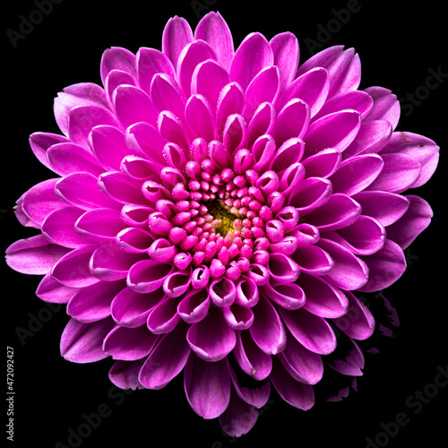 pink Chrysanthemum flower