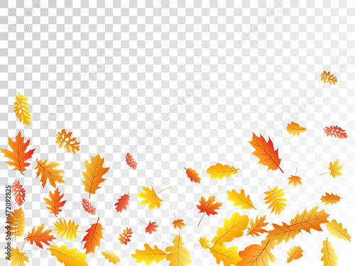 Oak, maple, wild ash rowan leaves vector, autumn foliage on transparent background.