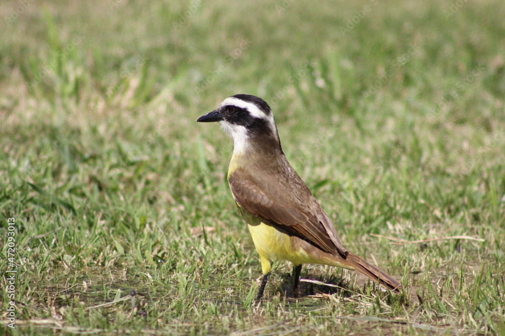 birds birds