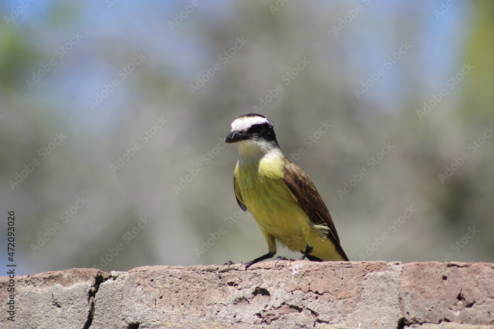 Fototapeta premium birds