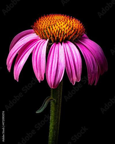 Pink Cone Flower Closeup