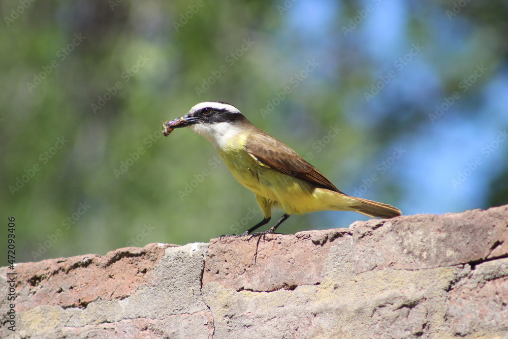 birds birds