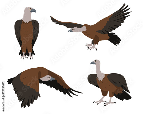 Vulture bird icons set. Flying and sitting Vultures birds in different poses isolated on white background. Nature, birdwatching and ornithology design. Vector cartoon or flat illustration.