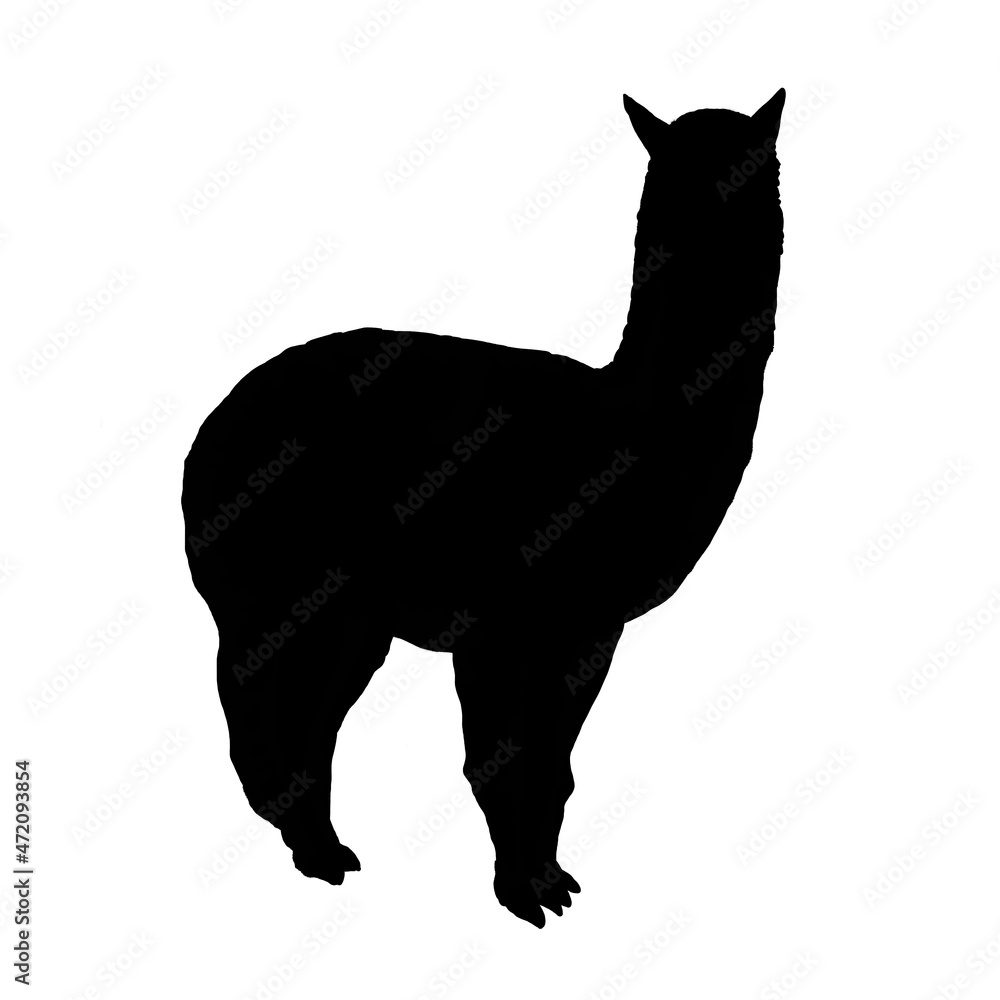 silhouette of a alpaca