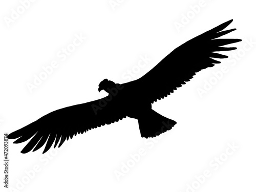 Silhouette of condor flying on white  photo
