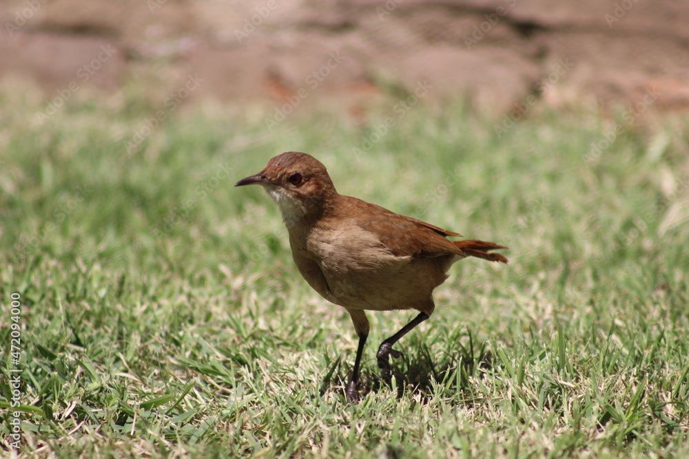 Fototapeta premium birds