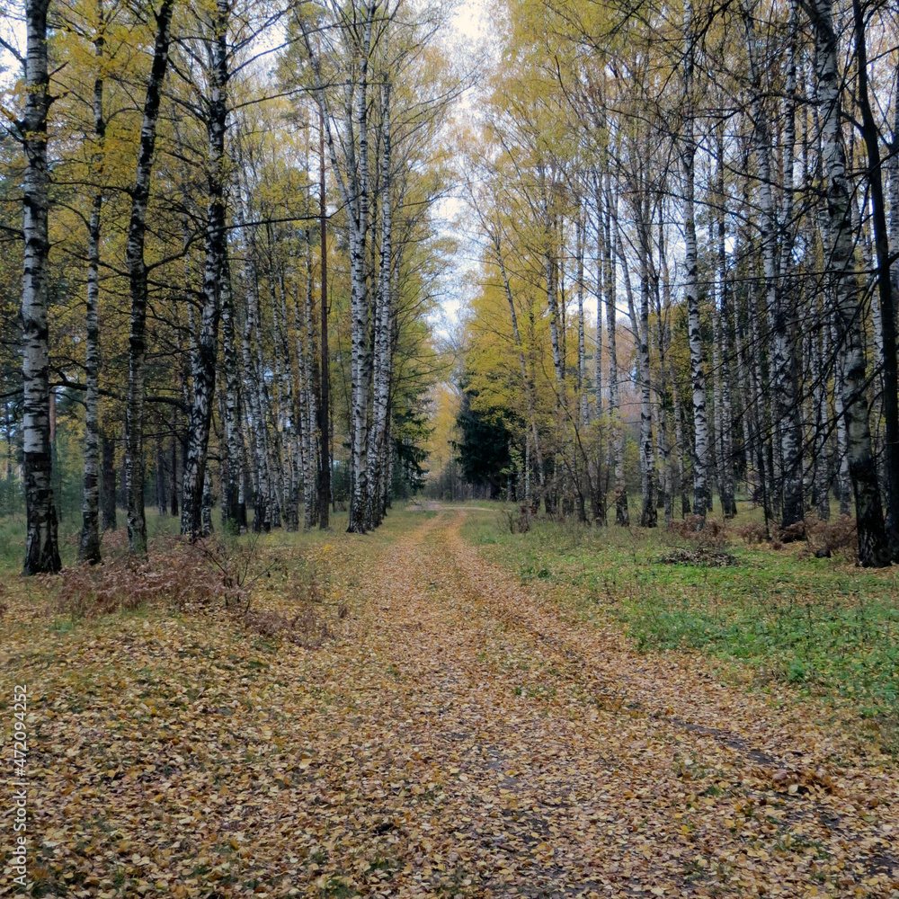 path in autumn forest path in autumn forest