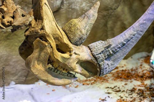 Ancient prehistoric longhorn rhinoceros head bones with hornes in the paleontological museum. photo