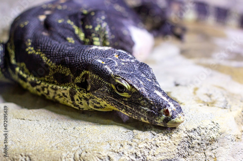 Dark colored big striped monitor lizard laying on the rock near the water.