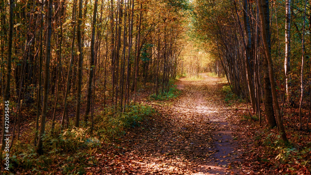 Yellow trees, foliage and pathroad in autumn park Yellow trees, foliage and pathroad in autumn park
