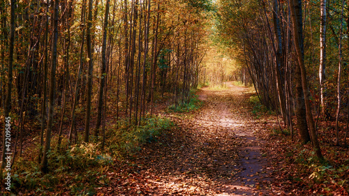 Yellow trees, foliage and p...