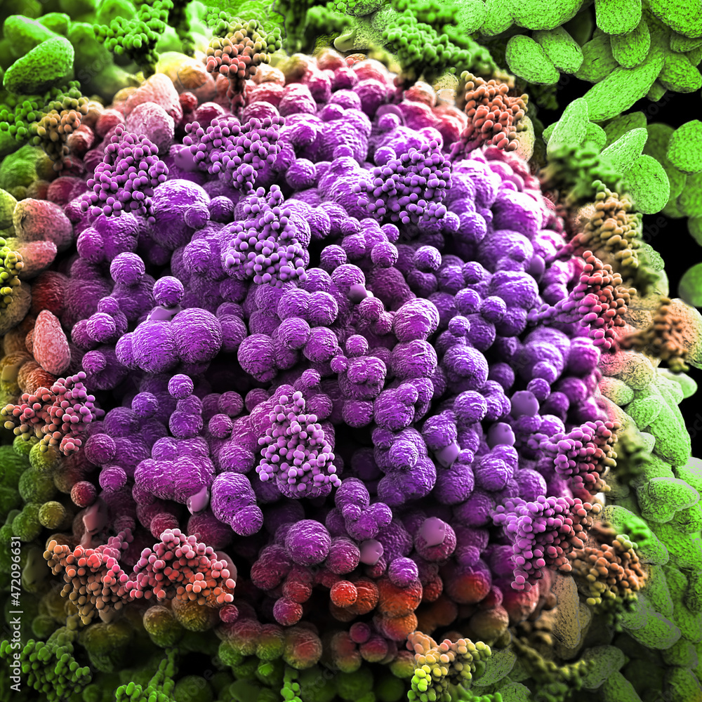 SARS-CoV-2 Coronavirus variant omicron B.1.1.529. Microscopic view of infectious virus cells. 3D Rendering SARS-CoV-2 Coronavirus variant omicron B.1.1.529. Microscopic view of infectious virus cells. 3D Rendering