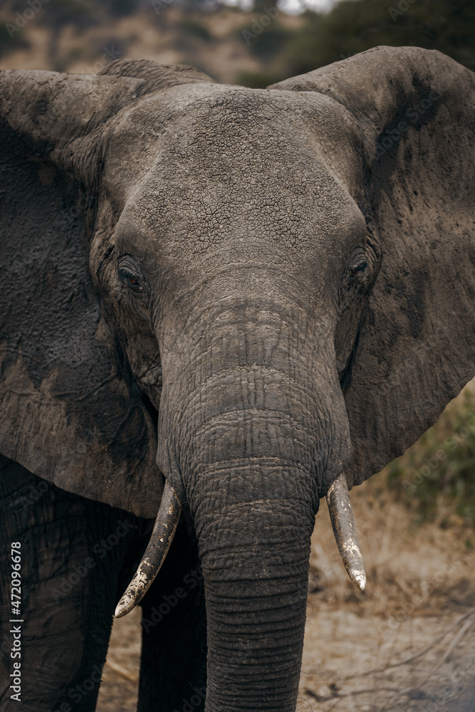 elephants, serengeti national park
