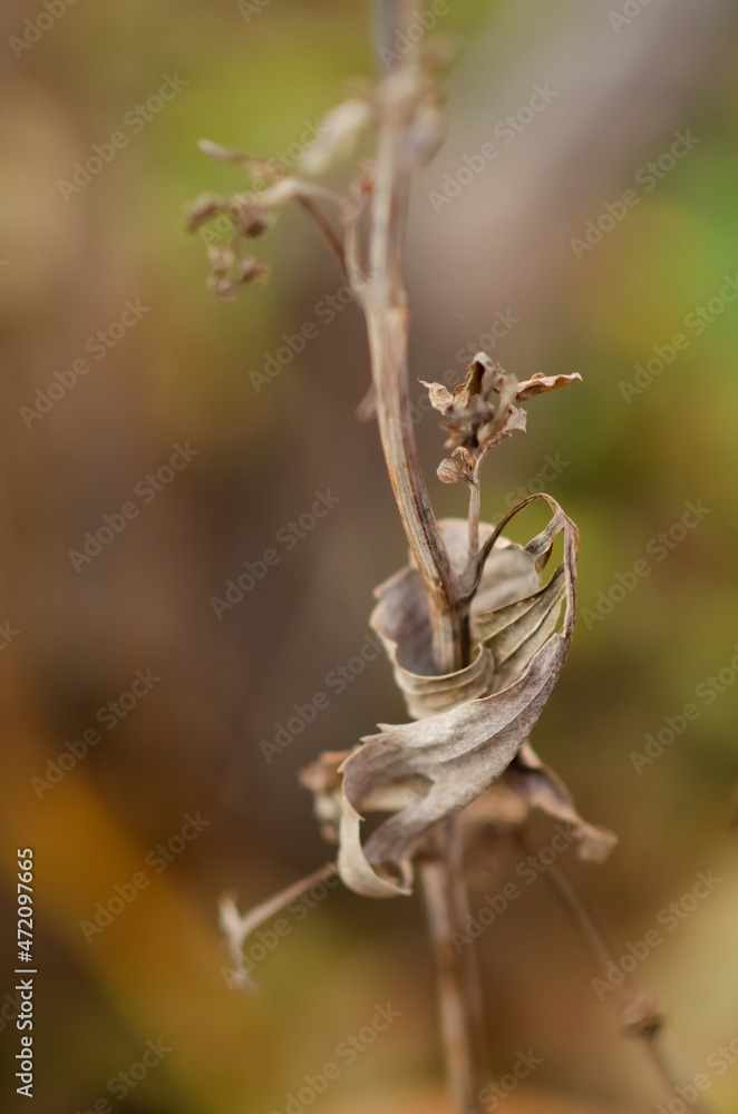 Naklejka premium Abstract background with dried flowers with copy space. Selective focus inflorescences of flowers blurred background. Withered dry plant. Natural background of wild flowers.