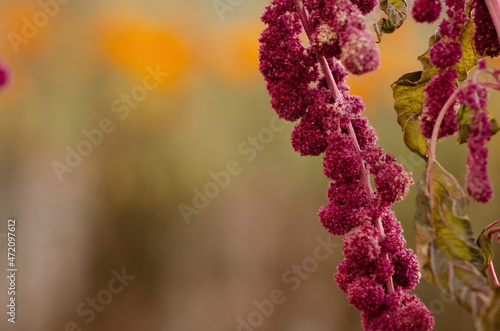 Abstract flower background with copy space. Selective focus inflorescences of flowers blurred background. Natural background of wild burgundy flowers.