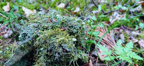 Moss in the old forest