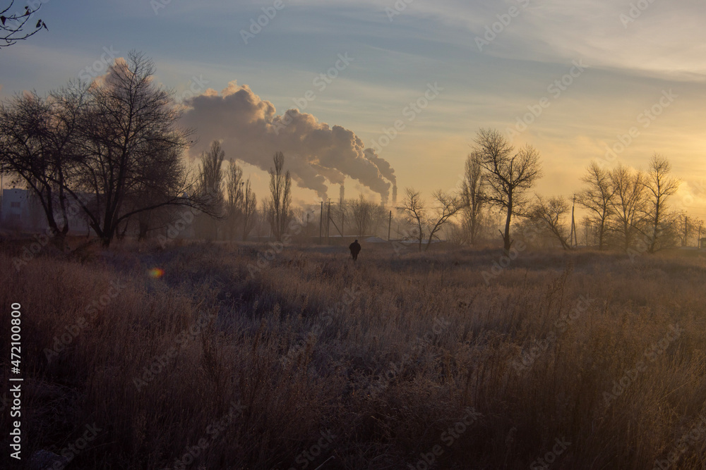 misty morning in the forest