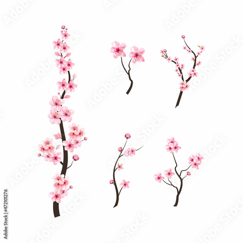 Realistic watercolor cherry flower vector. Cherry blossom branch with blooming Sakura flower. Sakura branch vector on white background. Cherry blossom with watercolor Sakura flower. Blossom flower.