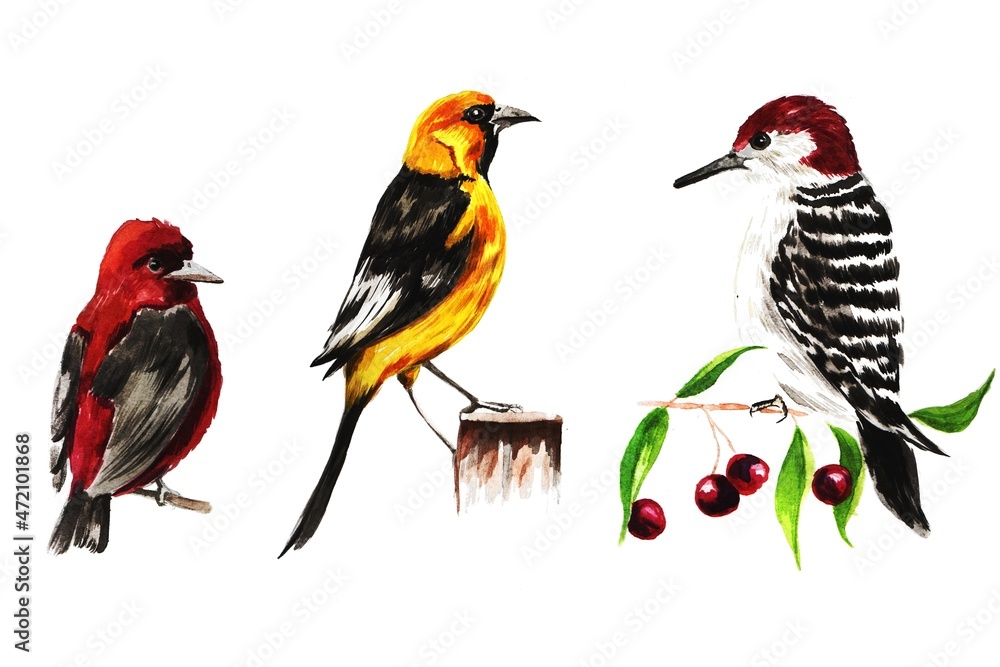 a set of watercolor different birds a set of watercolor different birds
