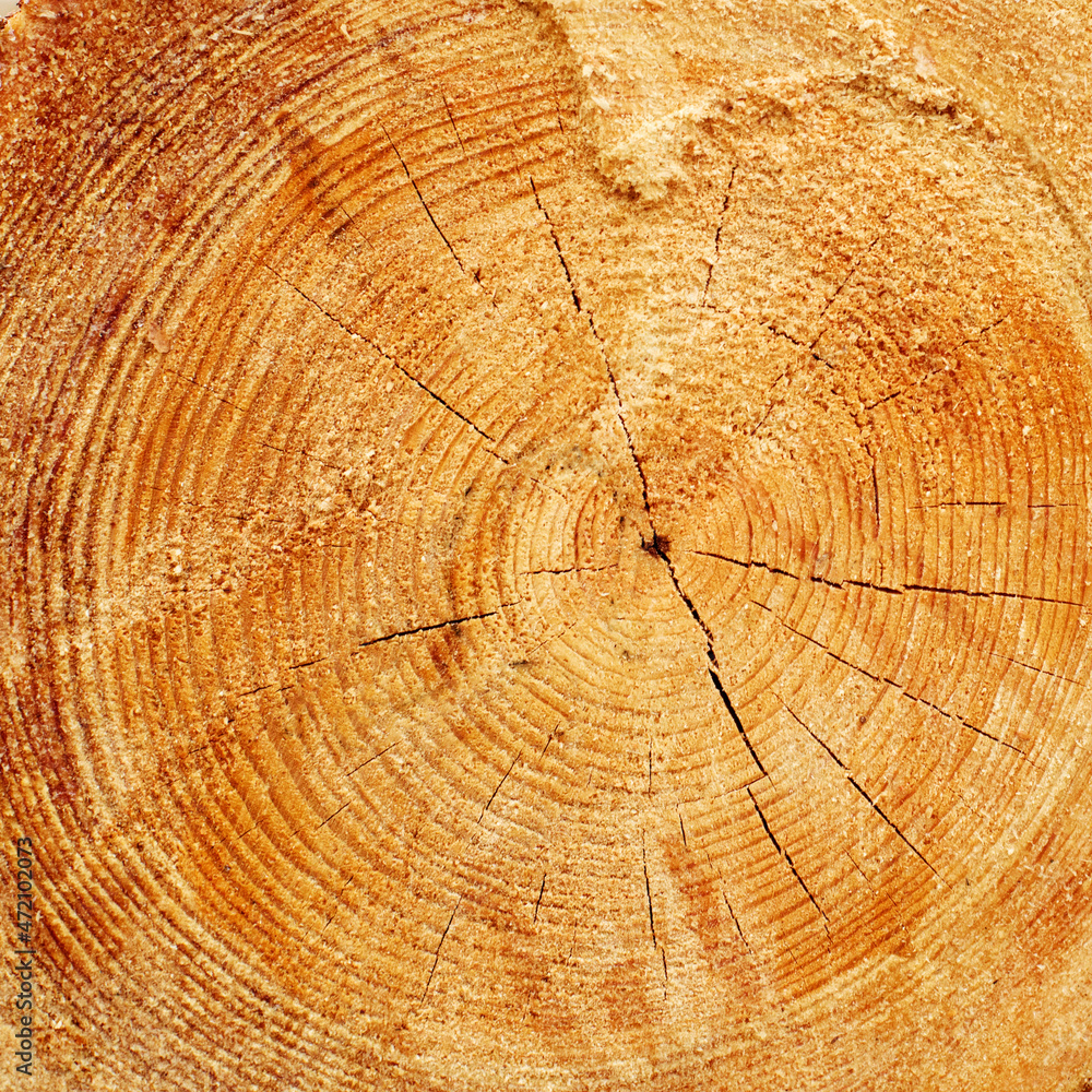 Naklejka premium Textured background of cut tree, close-up of annual rings, cut of a pine trunk