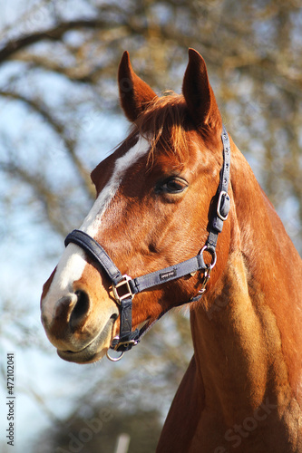 portrait of a horse named Cosa Nostra
