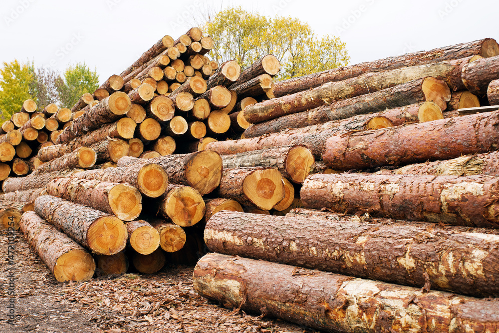 A pile of pine logs in a sawmill warehouse. Lumber for construction A pile of pine logs in a sawmill warehouse. Lumber for construction