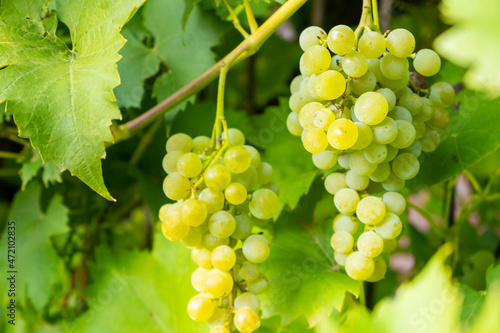 Ripe white grape bunches on a vineyard in summer. Good harvest for prosecco or sparkling wine production. 