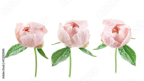 Coral Peonies isolated on white