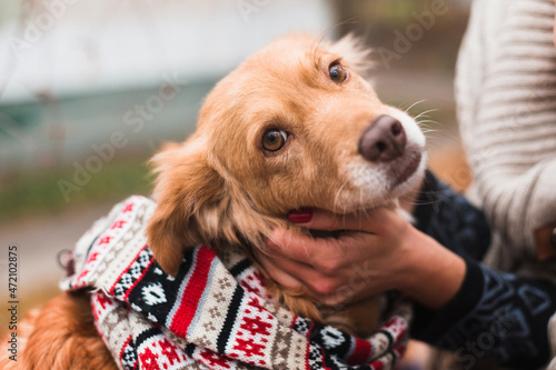 cute happy dog in warm christmas scarf