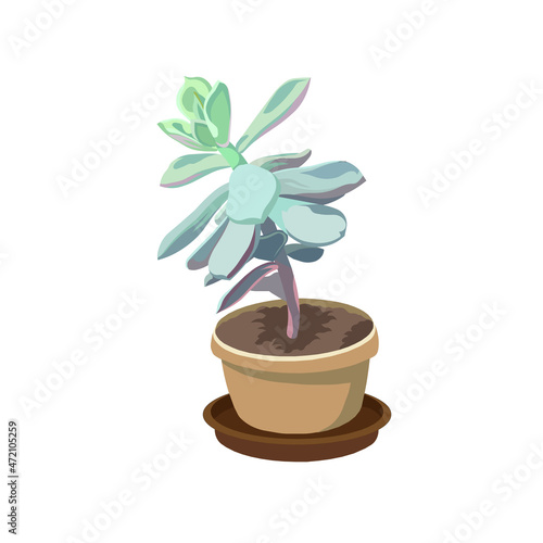 Beautiful Echeveria in flowerpot on white isolated background  vector potted succulent Stone Rose in Flat design style  concept of Indoor Succulents and Home plants  Window Gardening  Domestic Nature.