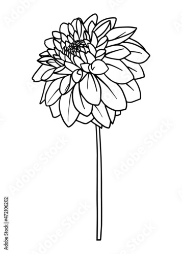 Contour drawing of a dahlia flower. Vector isolated clipart. Minimal monochrome hand-drawn botanical design.