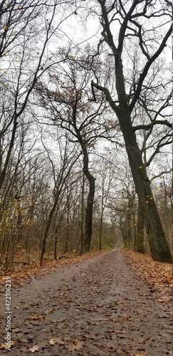 path in the woods