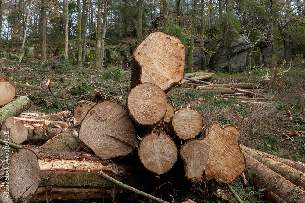 Fresh cut spruce lumber in a Scandinavian forest Fresh cut spruce lumber in a Scandinavian forest