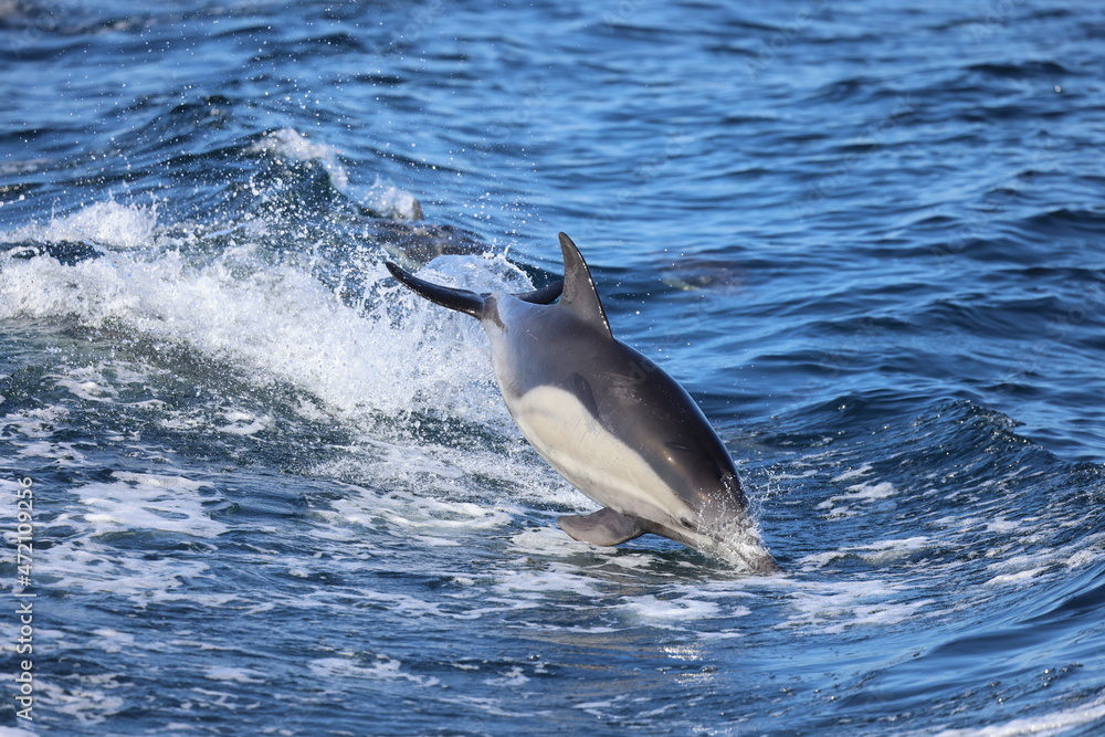 Fototapeta premium dolphin jumping in water