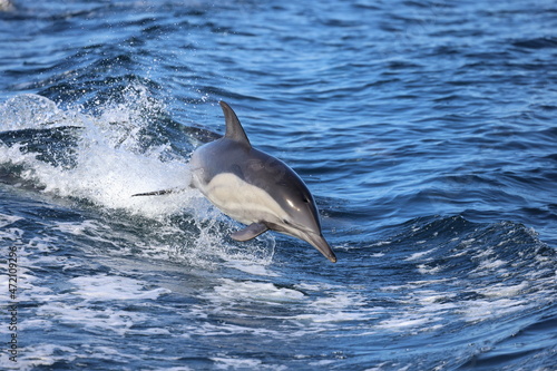 dolphin in the water