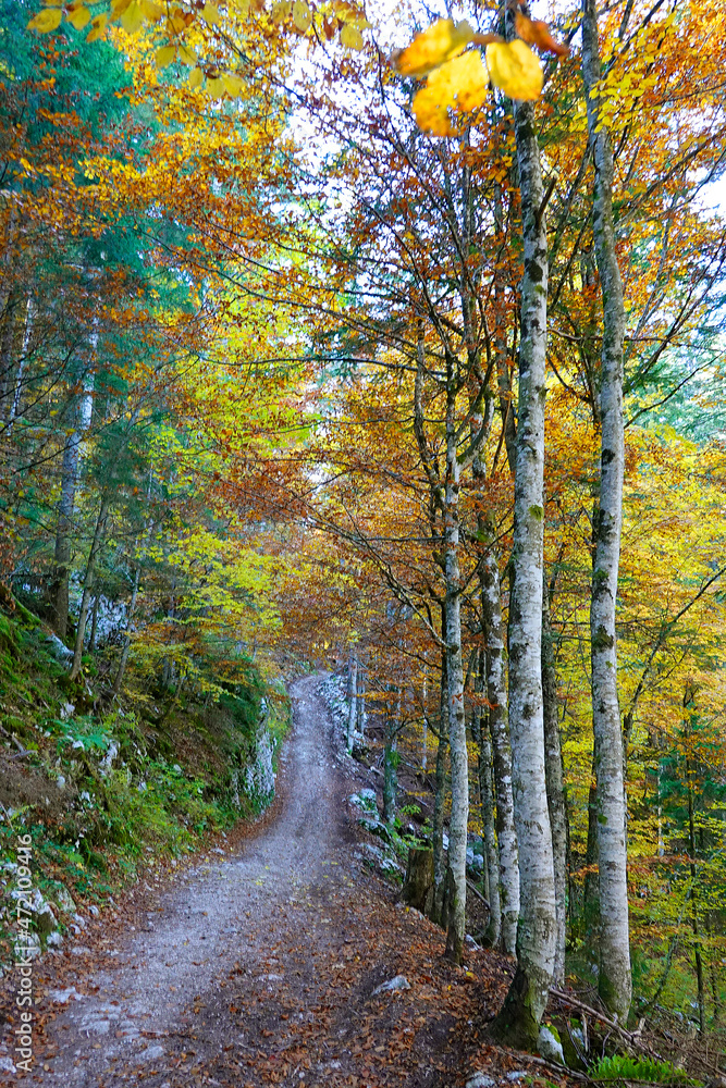 Alpine forest in Scorota Gorges in the Carpathians, Romania, Europe Alpine forest in Scorota Gorges in the Carpathians, Romania, Europe