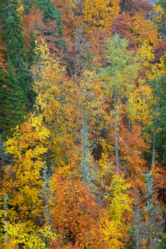 Fall colours in Triglav National Park, Slovenja, Europe 