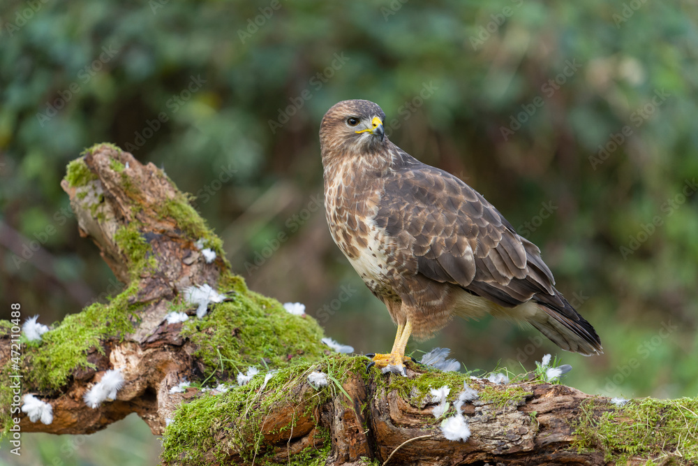 Φωτογραφία Common buzzard, Buteo buteo