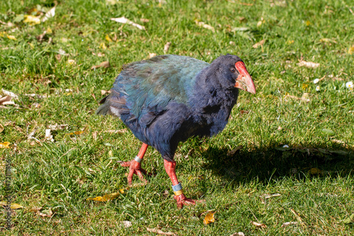 Takahe (Porphyrio hochstetteri), a colourful native endemic new zealand flightless bird, taken in Zealandia photo