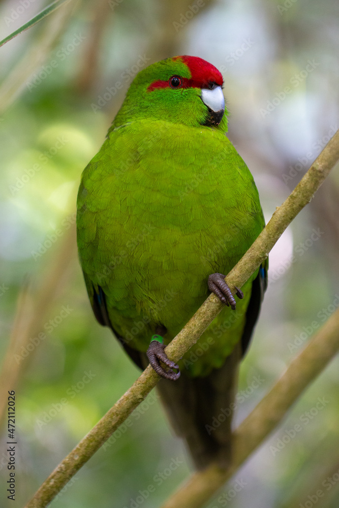 A red crowned parakeets (Kākāriki) Perched on a branch in Zealandia, Wellington, New Zealand A red crowned parakeets (Kākāriki) Perched on a branch in Zealandia, Wellington, New Zealand