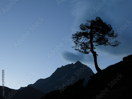 Silhouette of a rugged tree in the Everest National Park, Nepal. photo