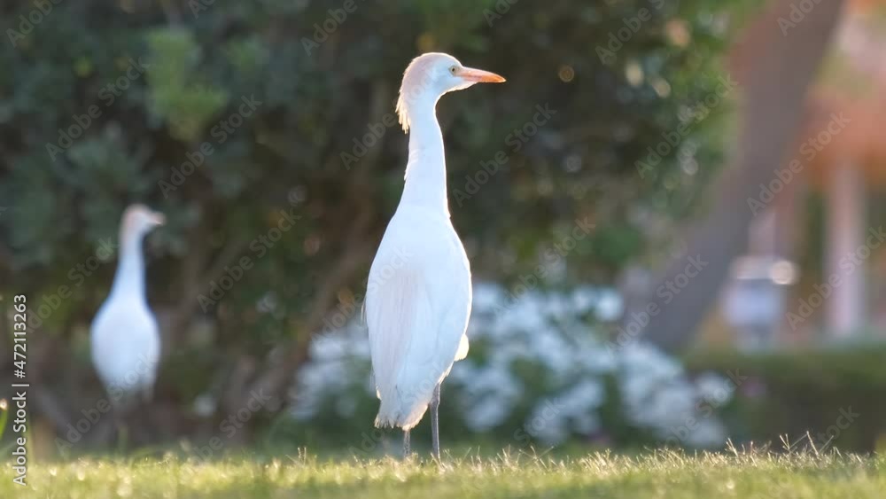 White cattle egret wild bird, also known as Bubulcus ibis, walking on green lawn at hotel yard in summer. White cattle egret wild bird, also known as Bubulcus ibis, walking on green lawn at hotel yard in summer.