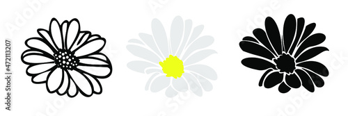 Daisy flower head   hand drawn illustation   isolate on white backgrond