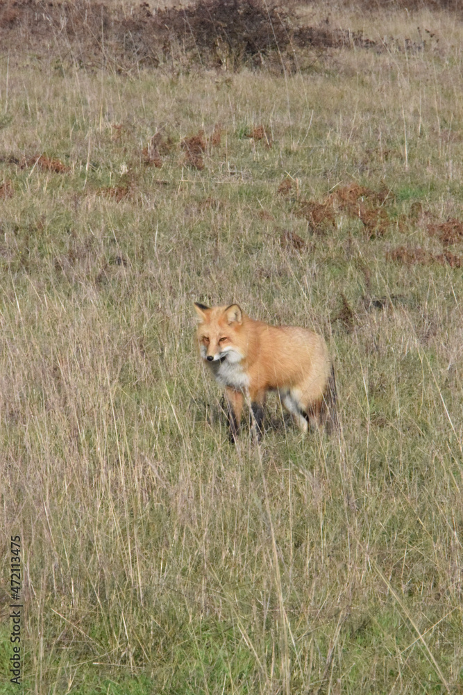 Fototapeta premium red fox cub