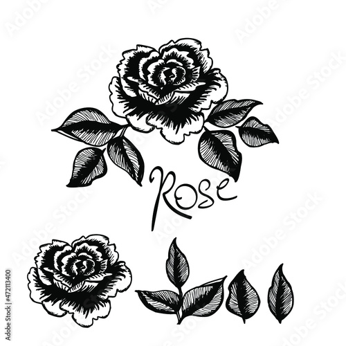 Pritty rose flower head with leaves, isolete clip art elements,isolate on white background. Cute for girl and romantic style  photo