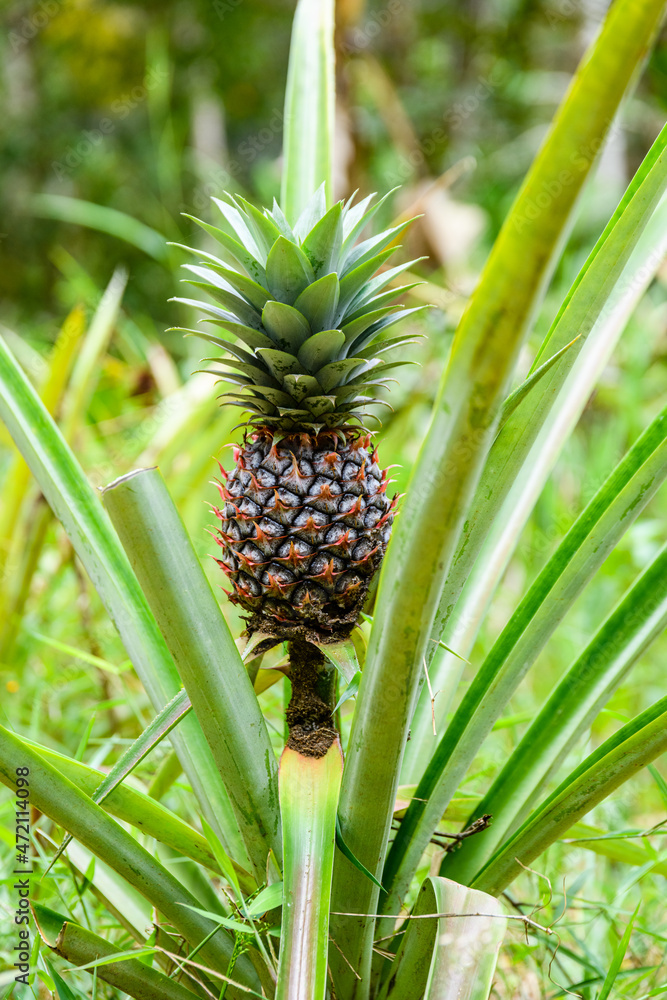 Pineapple plant with fruit at the plantation. Agricultural concept. Tropical fruit Pineapple plant with fruit at the plantation. Agricultural concept. Tropical fruit