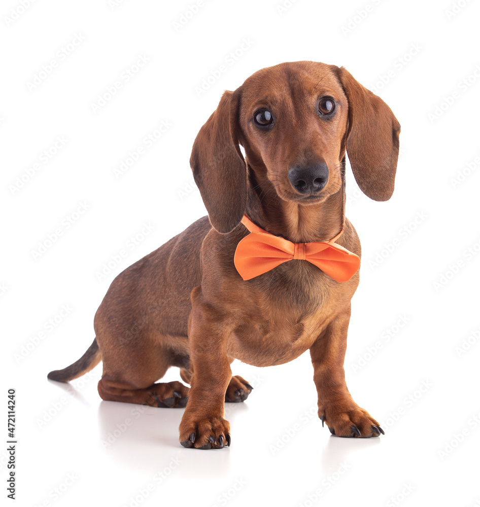 Dachshund, sausage dog, with an orange bow tie