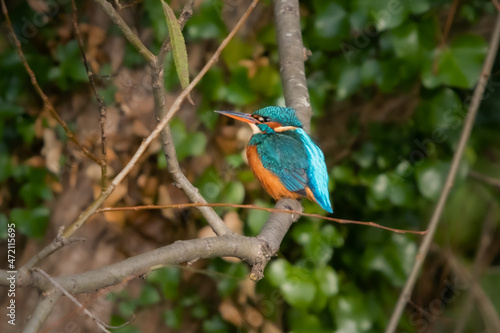 kingfisher on the branch - Female kingfisher taking in the view © Fabiano Roggio